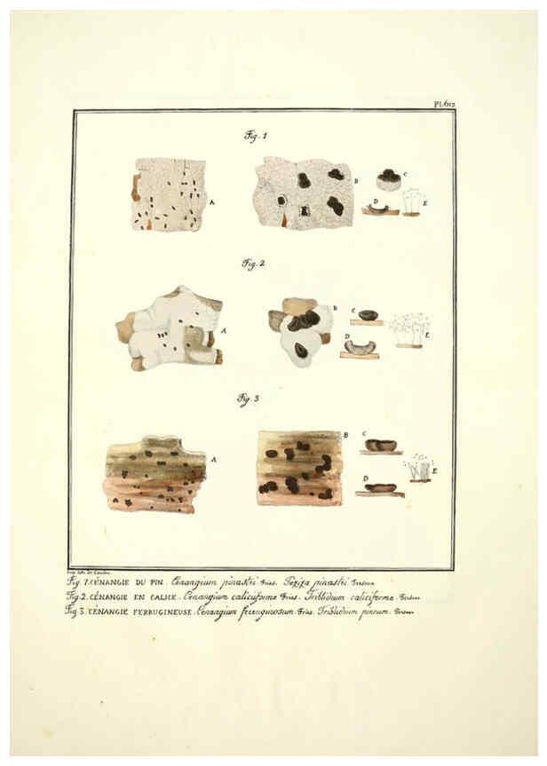 Reproducción/Reproduction 6045304663: Figures des champignons, servant de supplément aux planches de Bulliard Paris :Meilhac,1839-1842