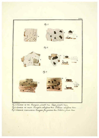 Reproducción/Reproduction 6045304663: Figures des champignons, servant de supplément aux planches de Bulliard Paris :Meilhac,1839-1842