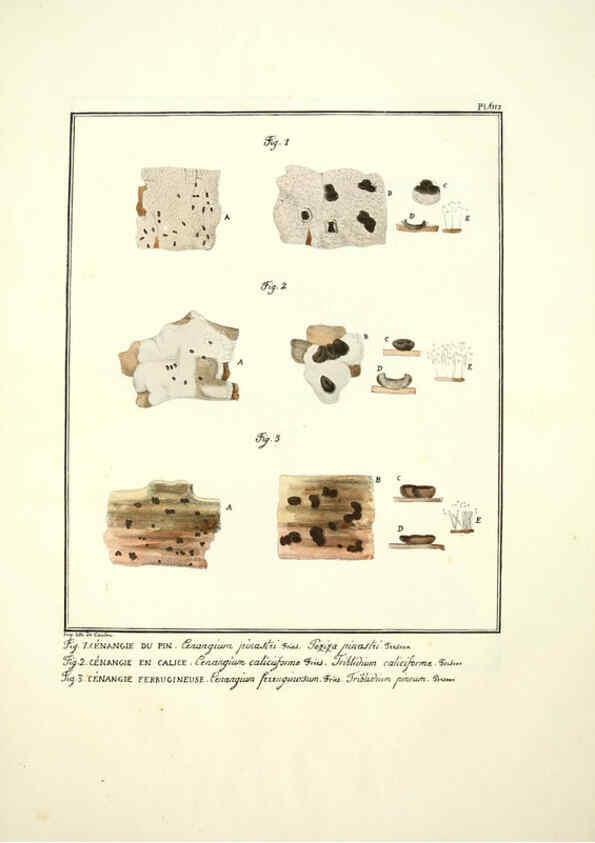 Reproducción/Reproduction 6045304663: Figures des champignons, servant de supplément aux planches de Bulliard Paris :Meilhac,1839-1842