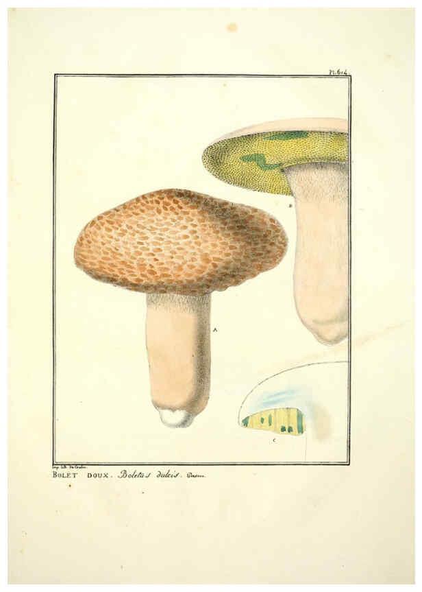 Reproducción/Reproduction 6045304857: Figures des champignons, servant de supplément aux planches de Bulliard Paris :Meilhac,1839-1842