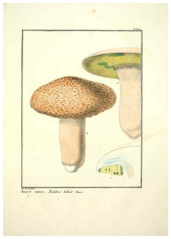 Reproducción/Reproduction 6045304857: Figures des champignons, servant de supplément aux planches de Bulliard Paris :Meilhac,1839-1842