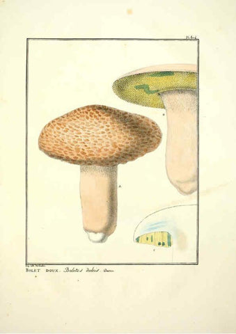 Reproducción/Reproduction 6045304857: Figures des champignons, servant de supplément aux planches de Bulliard Paris :Meilhac,1839-1842