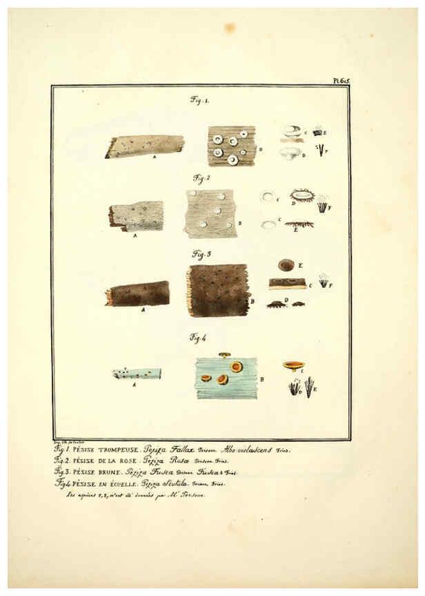 Reproducción/Reproduction 6045855302: Figures des champignons, servant de supplément aux planches de Bulliard Paris :Meilhac,1839-1842