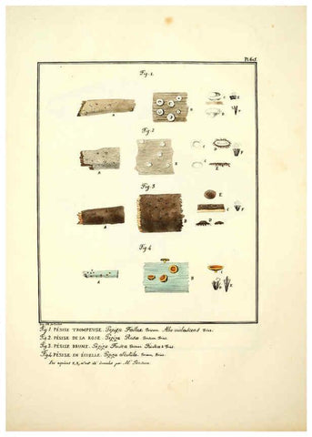 Reproducción/Reproduction 6045855302: Figures des champignons, servant de supplément aux planches de Bulliard Paris :Meilhac,1839-1842
