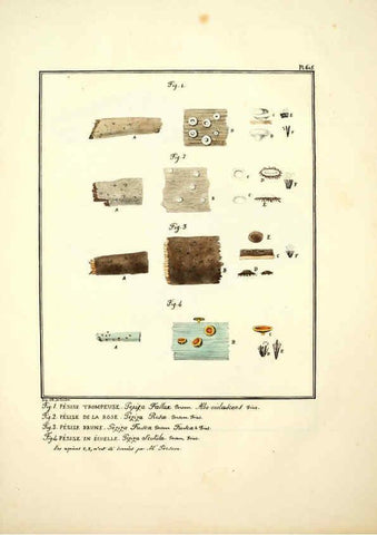 Reproducción/Reproduction 6045855302: Figures des champignons, servant de supplément aux planches de Bulliard Paris :Meilhac,1839-1842