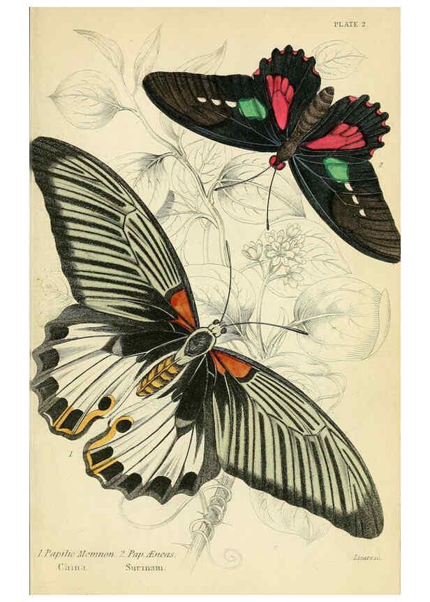 Reproducción/Reproduction 6045542385: Foreign butterflies Edinburgh :Henry G. Bohn,1858