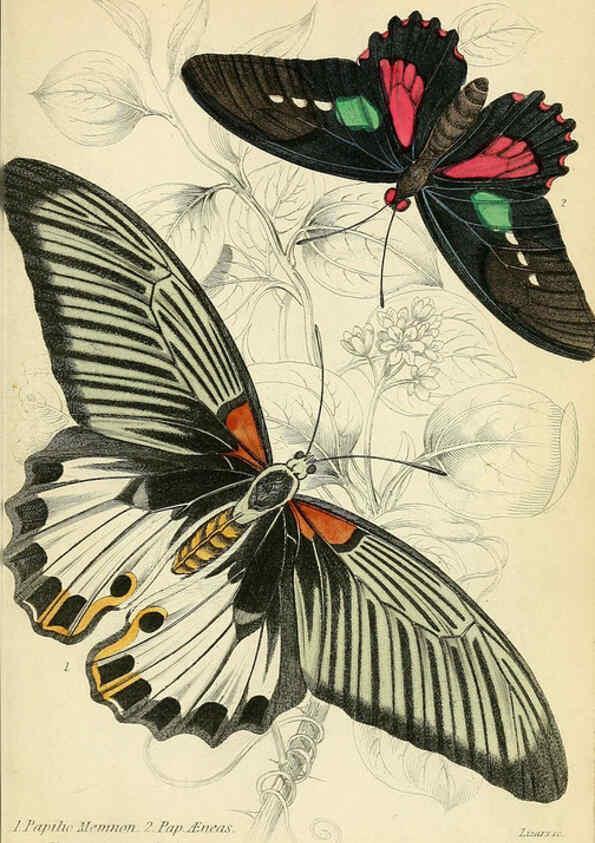 Reproducción/Reproduction 6045542385: Foreign butterflies Edinburgh :Henry G. Bohn,1858
