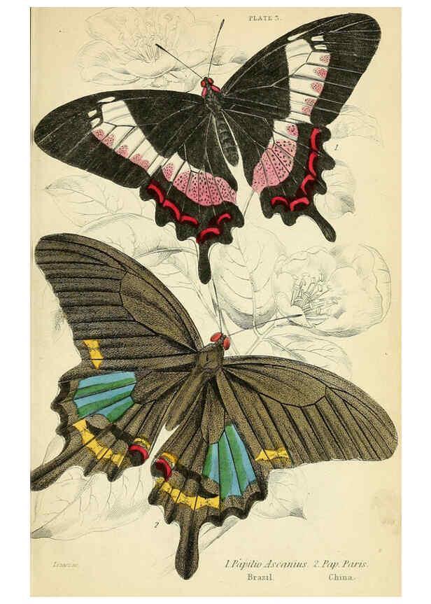 Reproducción/Reproduction 6045542783: Foreign butterflies Edinburgh :Henry G. Bohn,1858