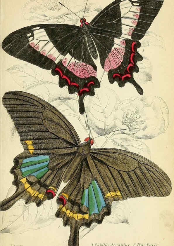 Reproducción/Reproduction 6045542783: Foreign butterflies Edinburgh :Henry G. Bohn,1858