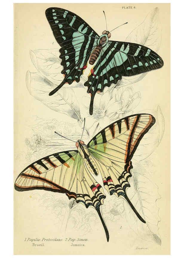 Reproducción/Reproduction 6046092110: Foreign butterflies Edinburgh :Henry G. Bohn,1858
