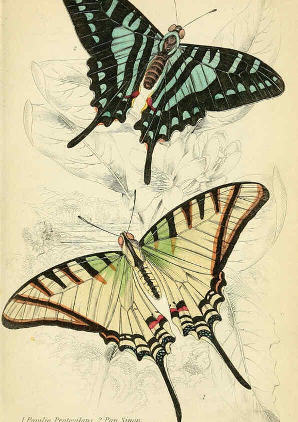Reproducción/Reproduction 6046092110: Foreign butterflies Edinburgh :Henry G. Bohn,1858