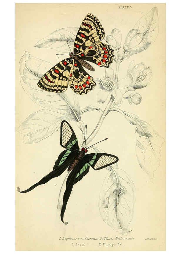 Reproducción/Reproduction 6046092514: Foreign butterflies Edinburgh :Henry G. Bohn,1858