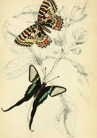 Reproducción/Reproduction 6046092514: Foreign butterflies Edinburgh :Henry G. Bohn,1858