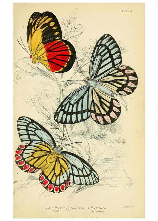 Reproducción/Reproduction 6046092806: Foreign butterflies Edinburgh :Henry G. Bohn,1858