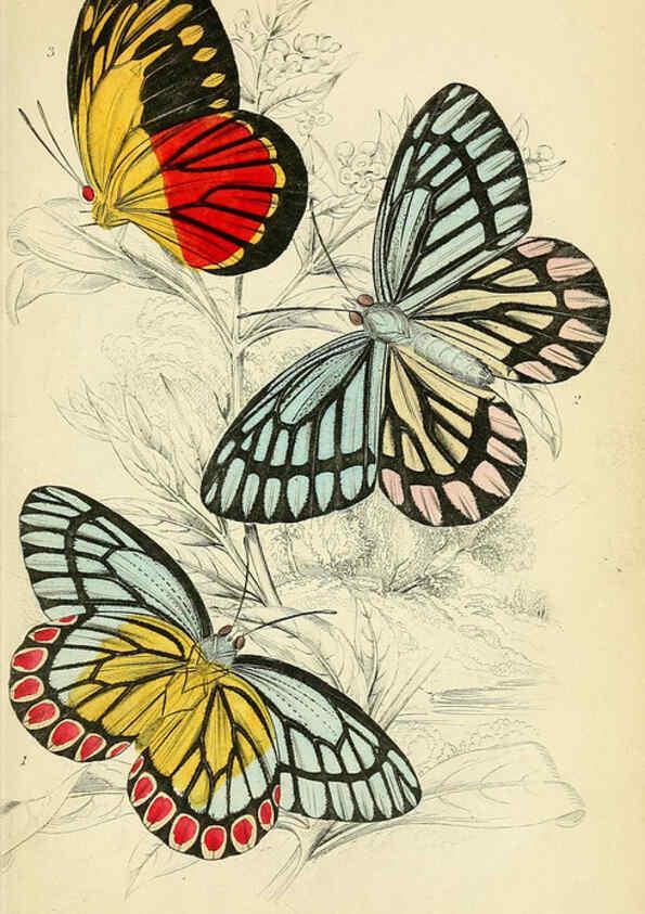Reproducción/Reproduction 6046092806: Foreign butterflies Edinburgh :Henry G. Bohn,1858
