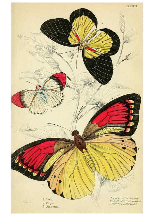 Reproducción/Reproduction 6046093208: Foreign butterflies Edinburgh :Henry G. Bohn,1858