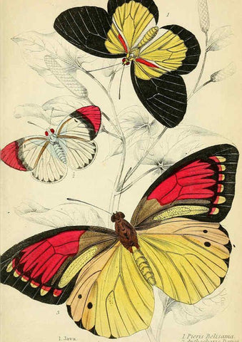Reproducción/Reproduction 6046093208: Foreign butterflies Edinburgh :Henry G. Bohn,1858