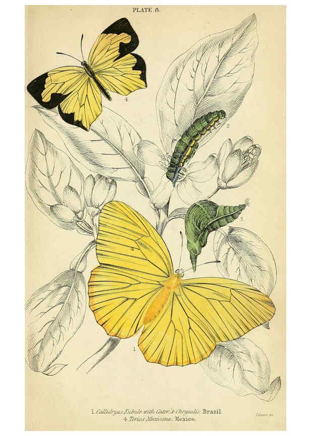 Reproducción/Reproduction 6045544899: Foreign butterflies Edinburgh :Henry G. Bohn,1858