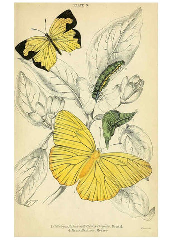 Reproducción/Reproduction 6045544899: Foreign butterflies Edinburgh :Henry G. Bohn,1858