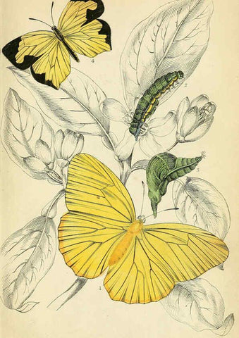 Reproducción/Reproduction 6045544899: Foreign butterflies Edinburgh :Henry G. Bohn,1858