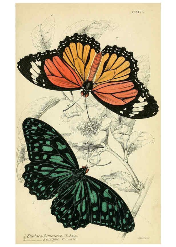 Reproducción/Reproduction 6045545343: Foreign butterflies Edinburgh :Henry G. Bohn,1858