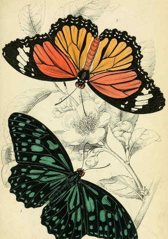 Reproducción/Reproduction 6045545343: Foreign butterflies Edinburgh :Henry G. Bohn,1858