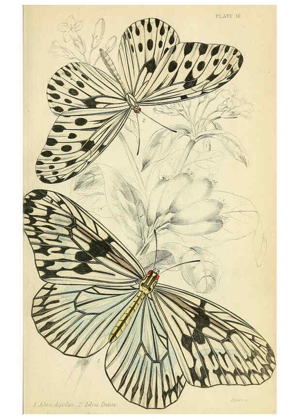 Reproducción/Reproduction 6045545687: Foreign butterflies Edinburgh :Henry G. Bohn,1858