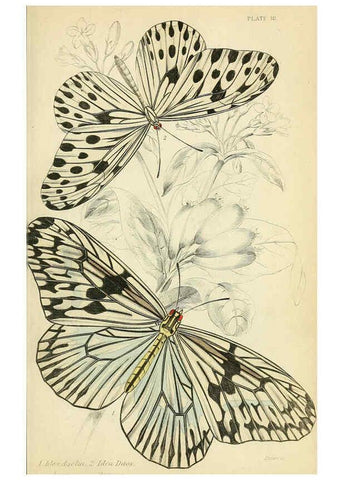 Reproducción/Reproduction 6045545687: Foreign butterflies Edinburgh :Henry G. Bohn,1858