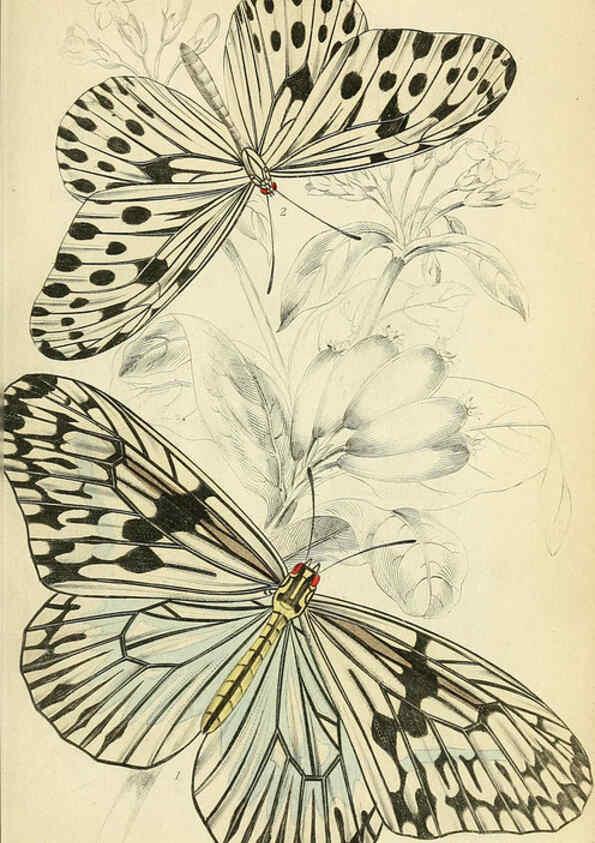 Reproducción/Reproduction 6045545687: Foreign butterflies Edinburgh :Henry G. Bohn,1858