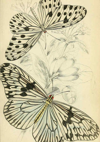 Reproducción/Reproduction 6045545687: Foreign butterflies Edinburgh :Henry G. Bohn,1858