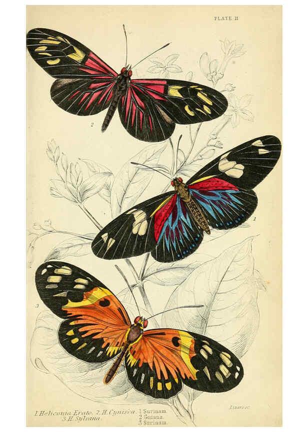 Reproducción/Reproduction 6046094934: Foreign butterflies Edinburgh :Henry G. Bohn,1858