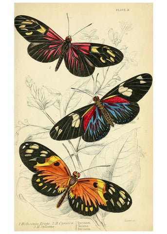 Reproducción/Reproduction 6046094934: Foreign butterflies Edinburgh :Henry G. Bohn,1858