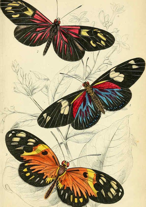 Reproducción/Reproduction 6046094934: Foreign butterflies Edinburgh :Henry G. Bohn,1858