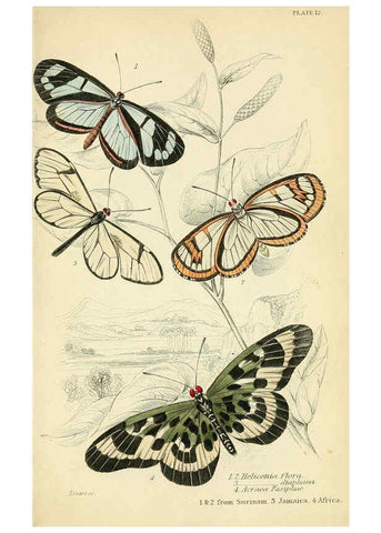 Reproducción/Reproduction 6045546399: Foreign butterflies Edinburgh :Henry G. Bohn,1858