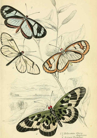 Reproducción/Reproduction 6045546399: Foreign butterflies Edinburgh :Henry G. Bohn,1858