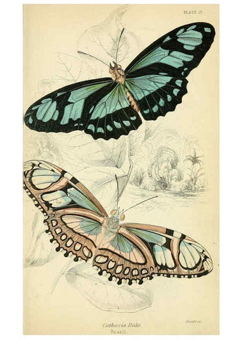 Reproducción/Reproduction 6046095804: Foreign butterflies Edinburgh :Henry G. Bohn,1858