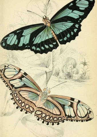 Reproducción/Reproduction 6046095804: Foreign butterflies Edinburgh :Henry G. Bohn,1858