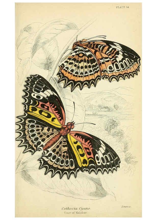 Reproducción/Reproduction 6045547307: Foreign butterflies Edinburgh :Henry G. Bohn,1858