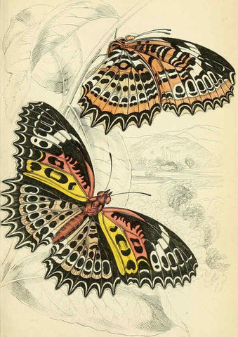 Reproducción/Reproduction 6045547307: Foreign butterflies Edinburgh :Henry G. Bohn,1858