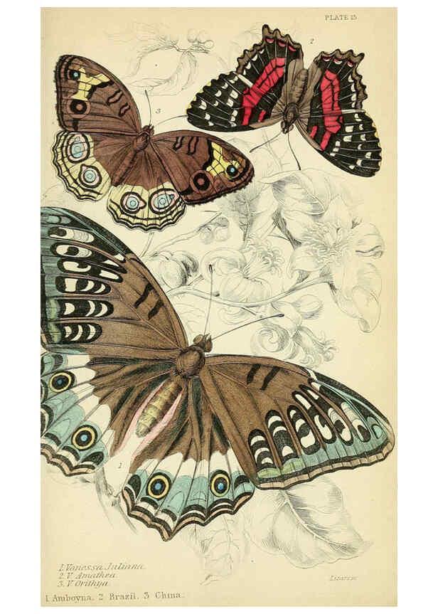 Reproducción/Reproduction 6046096848: Foreign butterflies Edinburgh :Henry G. Bohn,1858
