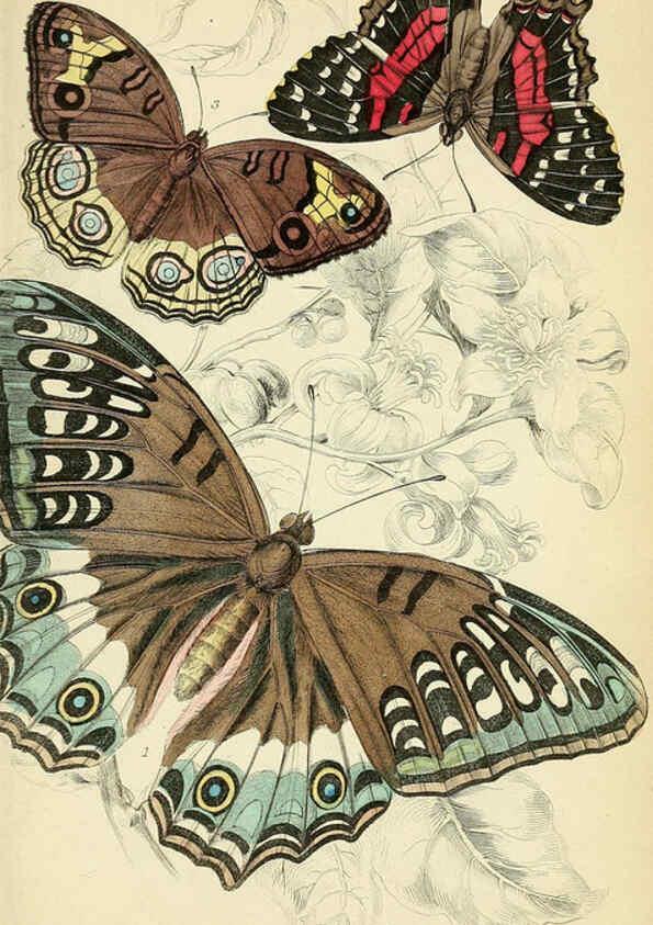 Reproducción/Reproduction 6046096848: Foreign butterflies Edinburgh :Henry G. Bohn,1858