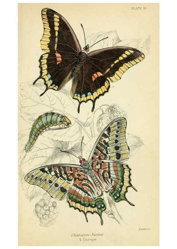 Reproducción/Reproduction 6046097322: Foreign butterflies Edinburgh :Henry G. Bohn,1858