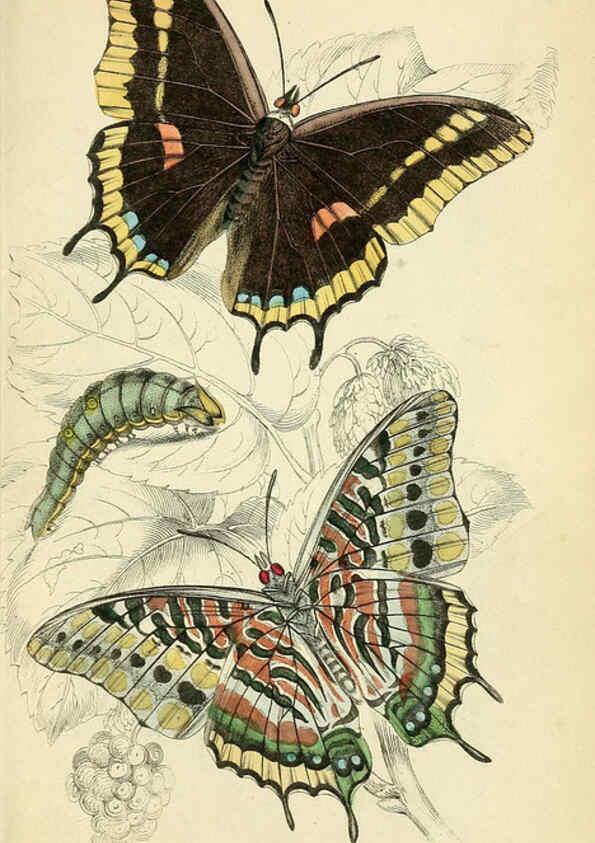 Reproducción/Reproduction 6046097322: Foreign butterflies Edinburgh :Henry G. Bohn,1858