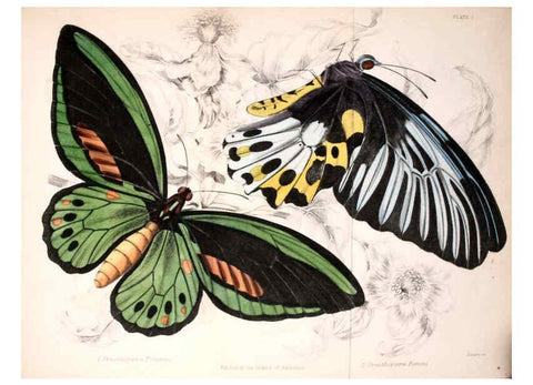 Reproducción/Reproduction 6046090594: Foreign butterflies Edinburgh :Henry G. Bohn,1858