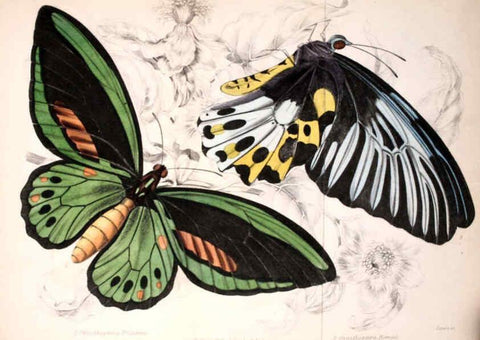 Reproducción/Reproduction 6046090594: Foreign butterflies Edinburgh :Henry G. Bohn,1858