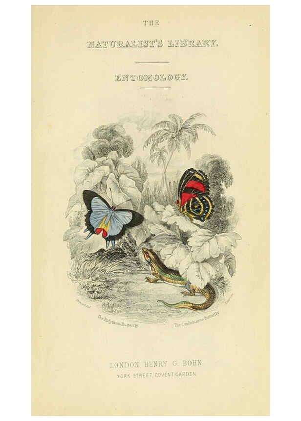 Reproducción/Reproduction 6045541411: Foreign butterflies Edinburgh :Henry G. Bohn,1858