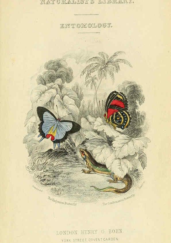 Reproducción/Reproduction 6045541411: Foreign butterflies Edinburgh :Henry G. Bohn,1858