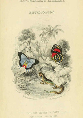 Reproducción/Reproduction 6045541411: Foreign butterflies Edinburgh :Henry G. Bohn,1858