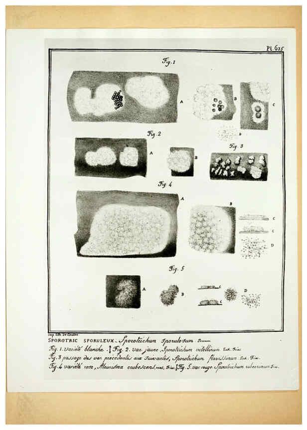 Reproducción/Reproduction 6045328143: Figures des champignons, servant de supplément aux planches de Bulliard Paris :Meilhac,1839-1842