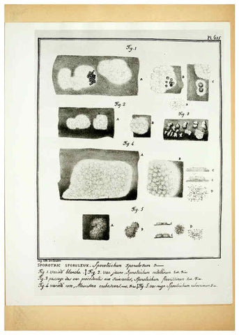 Reproducción/Reproduction 6045328143: Figures des champignons, servant de supplément aux planches de Bulliard Paris :Meilhac,1839-1842